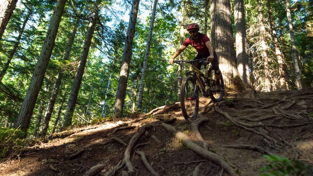 Rider mountain biking down a singletrack trail on Blackcomb Mountain in Whistler.